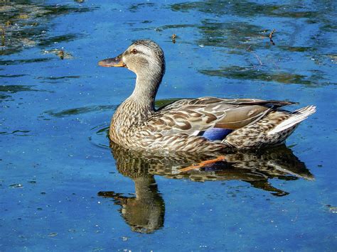 female mallards pictures|free printable mallard images.